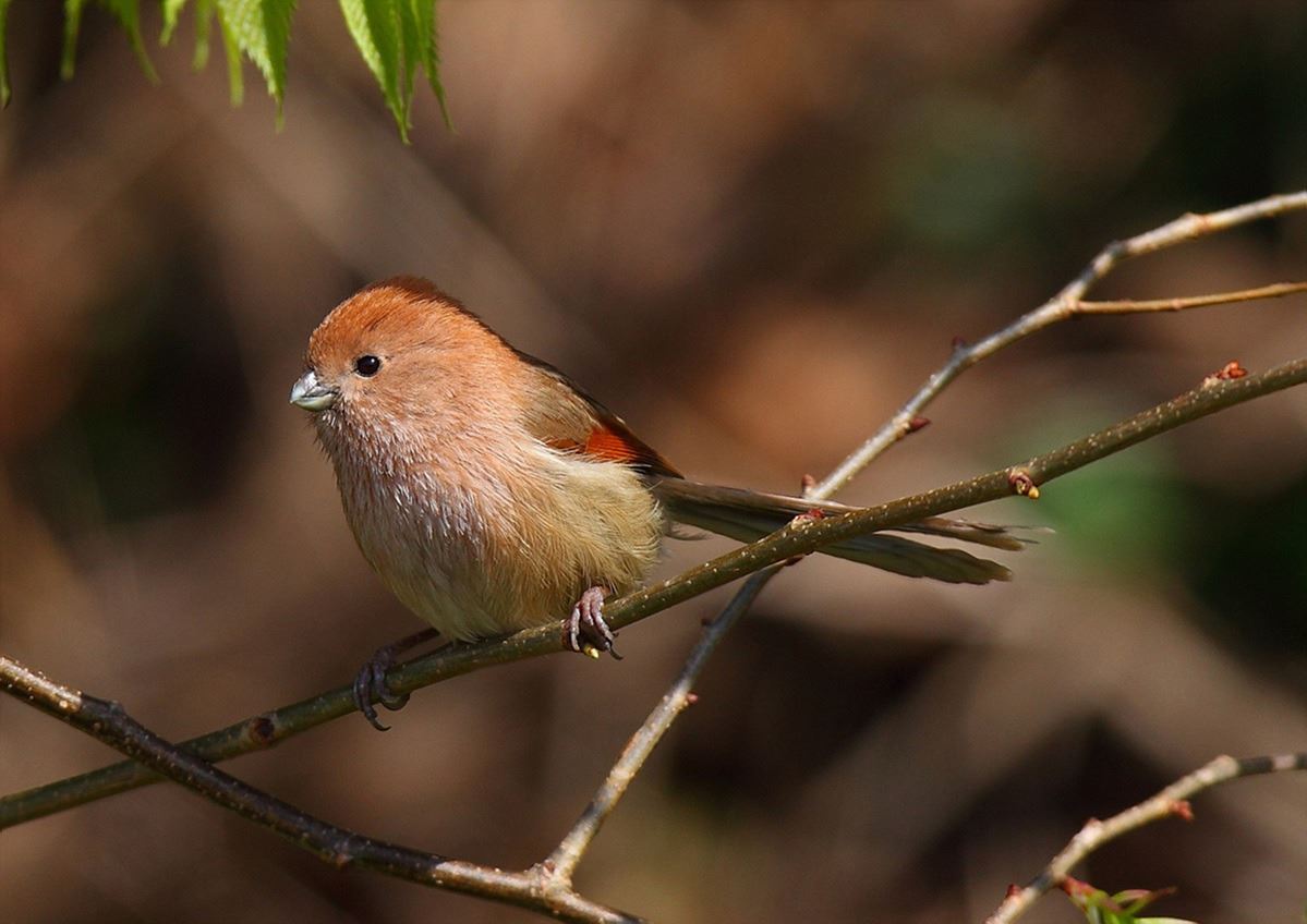 A photo of Vinous-throated parrotbill